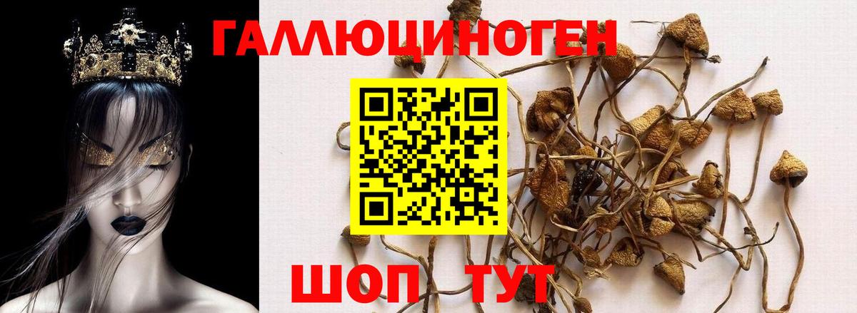 Галлюциногенные грибы Psilocybe  Белая Калитва 